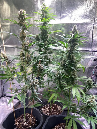 Growreport Bild 2