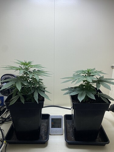 Growreport Bild 5