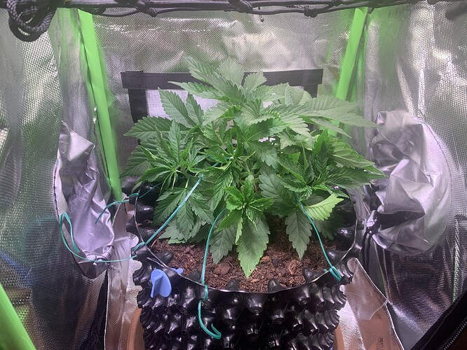 Growreport Bild 4