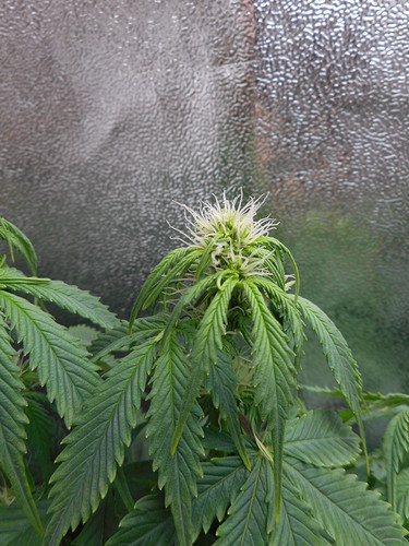 Growreport Bild 8