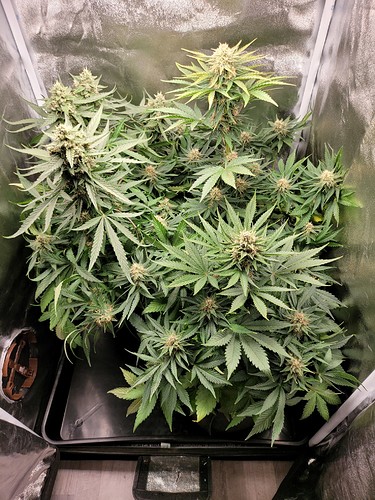 Growreport Bild 13