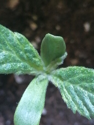 Growreport Bild 3