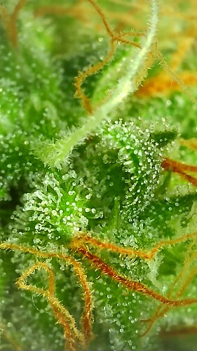 Growreport Bild 6