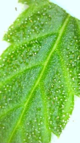 Growreport Bild 24