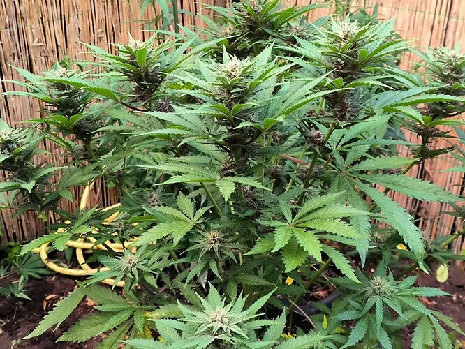 Growreport Bild 7