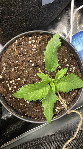 Growreport Bild 23