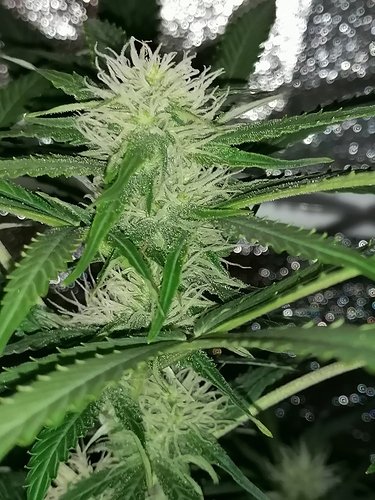 Growreport Bild 5