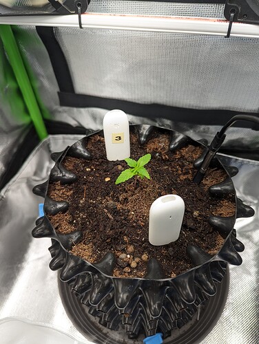 Growreport Bild 4