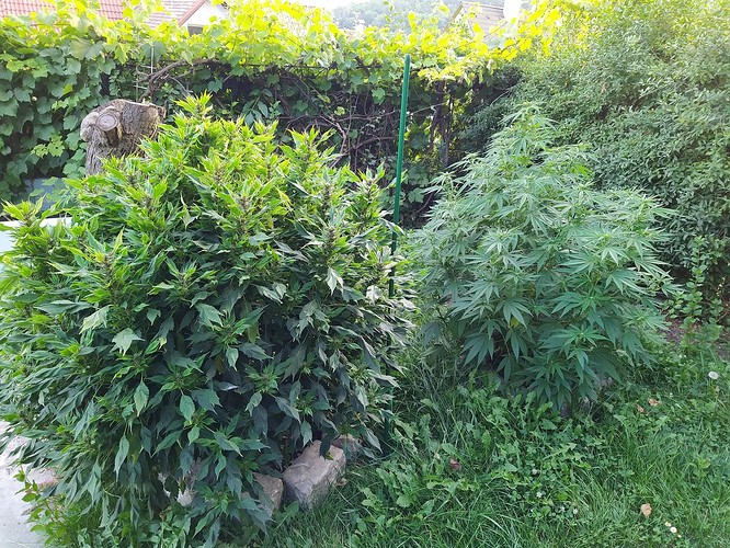 Growreport Bild 2