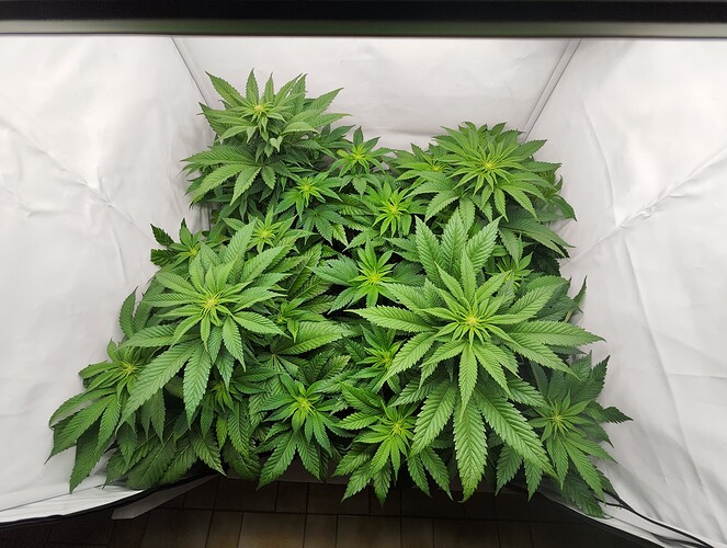 Growreport Bild 1