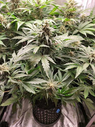 Growreport Bild 4