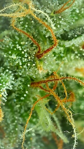 Growreport Bild 5