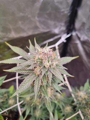 Growreport Bild 2