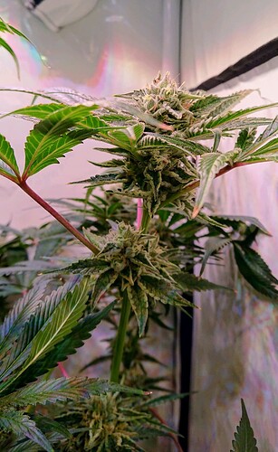 Growreport Bild 10