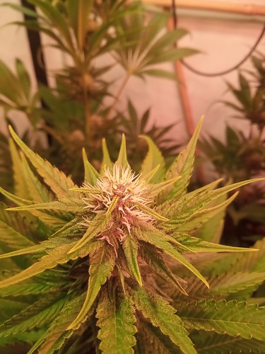 Growreport Bild 51
