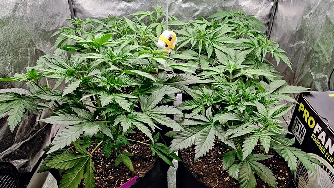 Growreport Bild 1