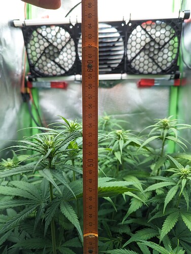 Growreport Bild 2