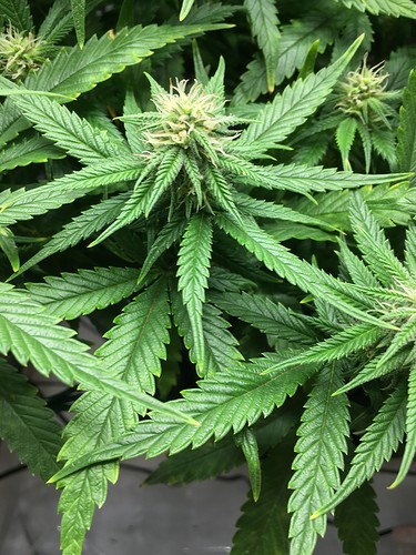 Growreport Bild 30