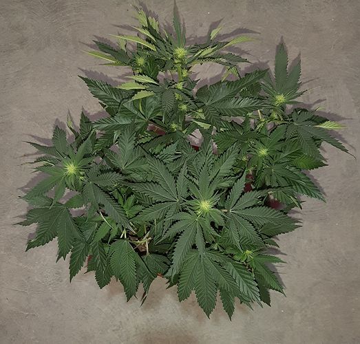 Growreport Bild 2