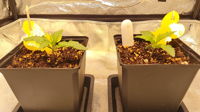 Growreport Bild 3