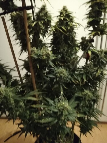 GG#1_240119-4