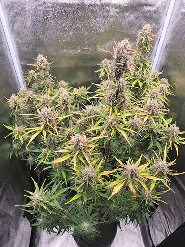 Growreport Bild 5