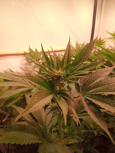 Growreport Bild 45