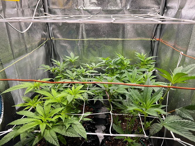 Growreport Bild 4