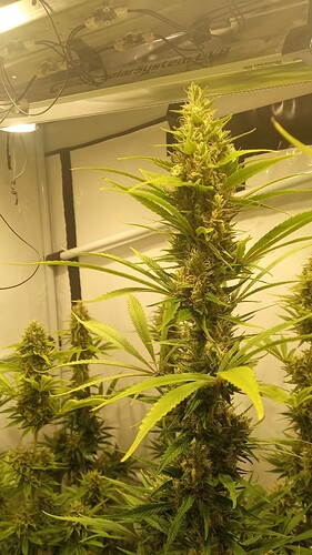 Growreport Bild 2