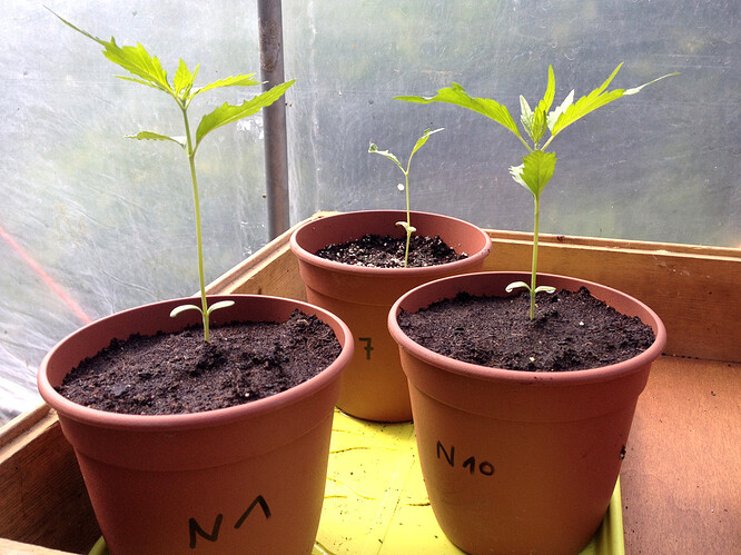 Growreport Bild 8