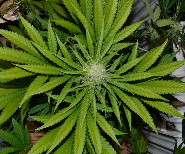 Growreport Bild 8