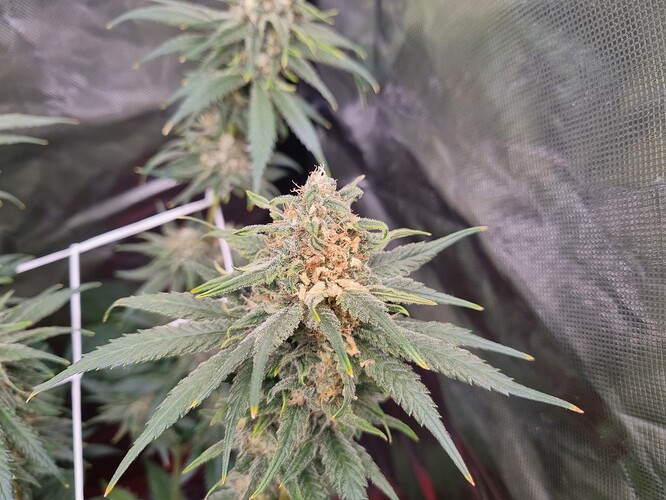 Growreport Bild 5