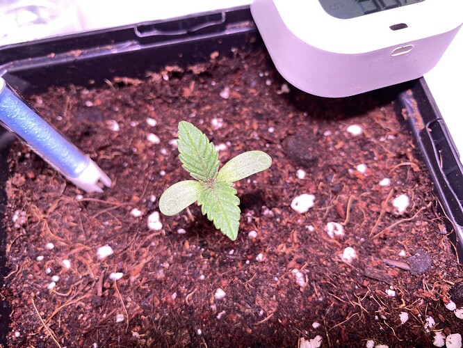 Growreport Bild 18