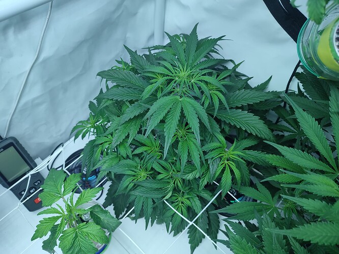 Growreport Bild 27