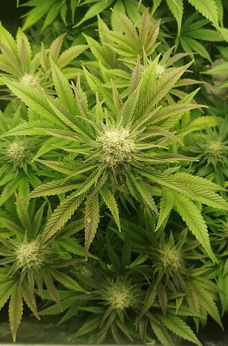 Growreport Bild 23
