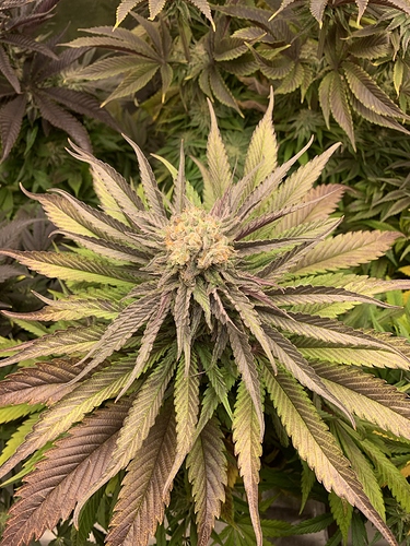 Growreport Bild 14
