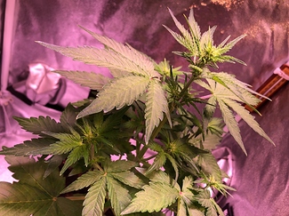 Growreport Bild 2