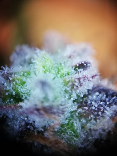 GG#2_240104-8