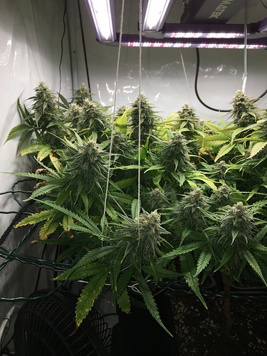 Growreport Bild 6