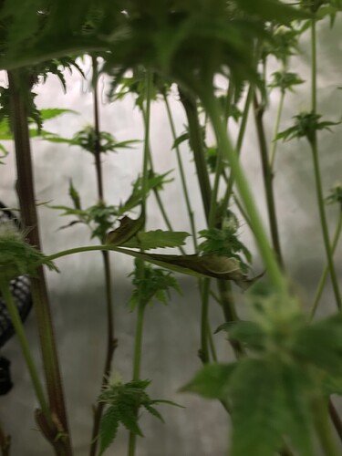 Growreport Bild 9
