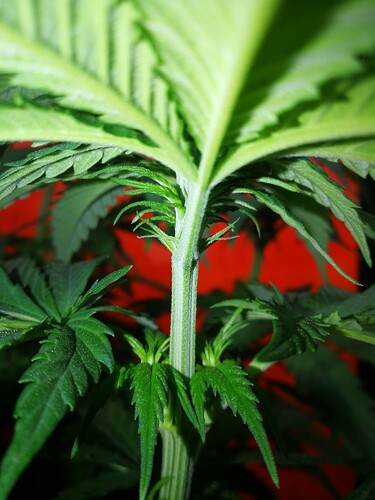 Growreport Bild 6