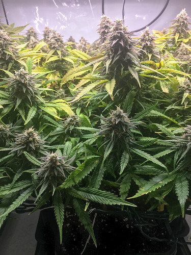 Growreport Bild 7