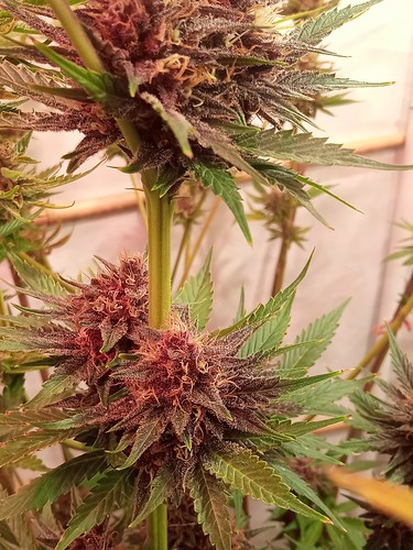Growreport Bild 3