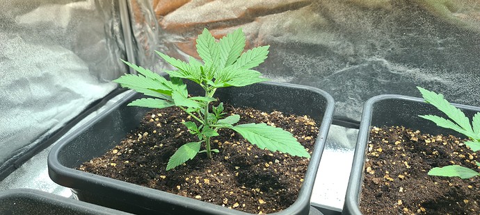 Growreport Bild 17
