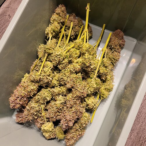 Growreport Bild 8