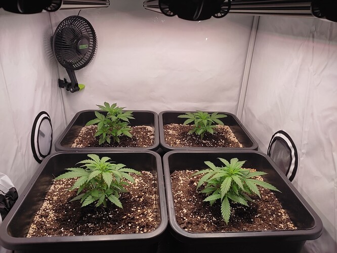 Growreport Bild 1