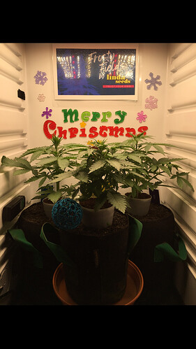Growreport Bild 5