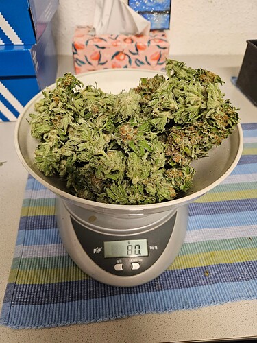 Growreport Bild 51