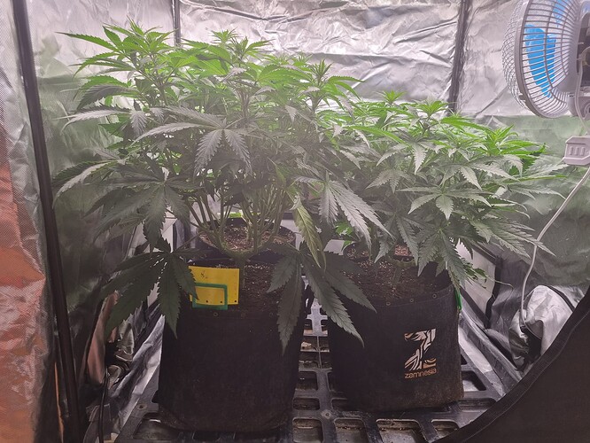 Growreport Bild 42
