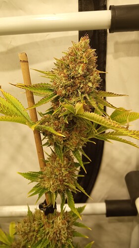 Growreport Bild 1